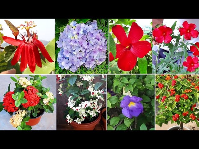 ✔️15 AWESOME perennial flowers for LOW sunlight [2-4 Hours]