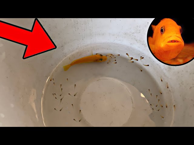 My Fish Had BABIES!!! *UNEXPECTED*