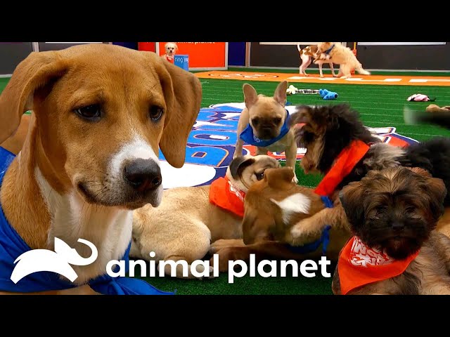 BEST Puppy Pile-up Moments! | Puppy Bowl | Animal Planet