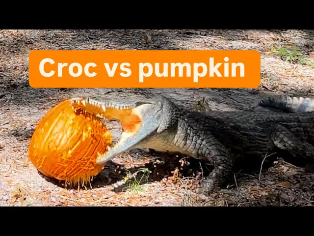 Croc vs pumpkin