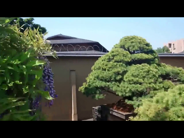 これって何? Bonsai big trees in Saitama