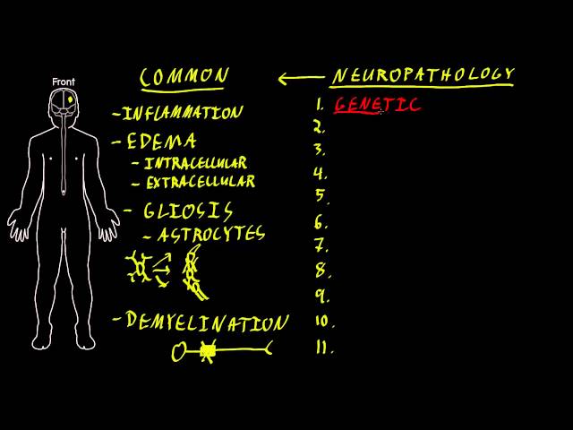 Neuropathology