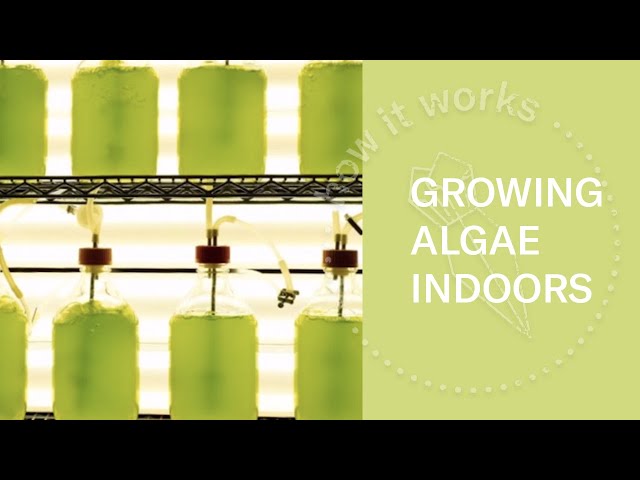 Algae Farm in Iceland | Look Inside (360 Video)