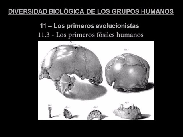 DBGH Tema 11.3 - Los primeros fósiles humanos