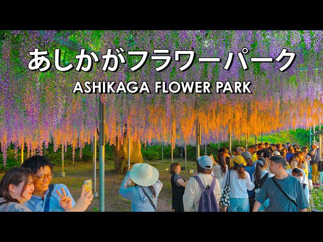 あしかがフラワーパーク Ashikaga Flower Park: Wisteria Festival 2024 Flowers in Full Bloom 藤の花が満開【4K HDR】