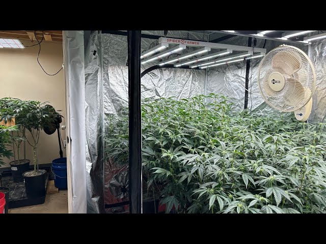 Spider farmer indoor cannabis  grow