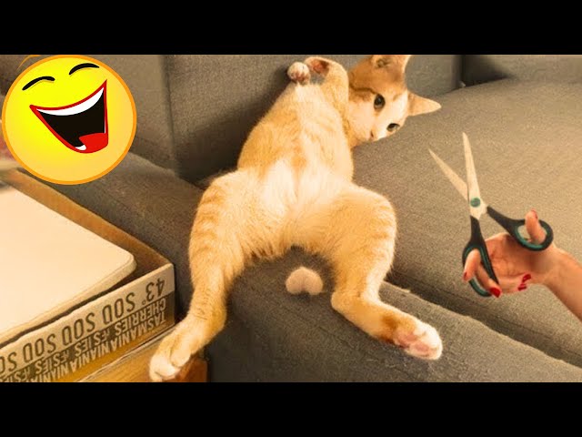 Laugh Out Loud! 😂 Best Animal Bloopers & Cute Moments Compilation