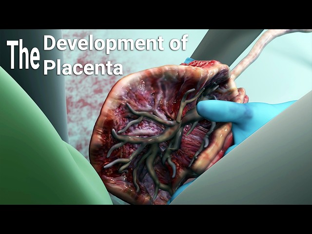 development of the placenta-labor and delivery - birth-embryology-placental maternal side formation