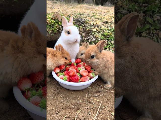 Sweet bunnies #animals #cutecat #cutedog