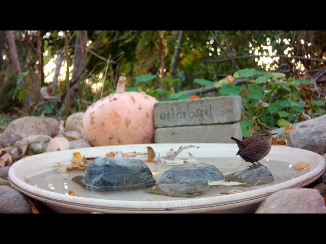 A Winter Wren visits the #birdbath