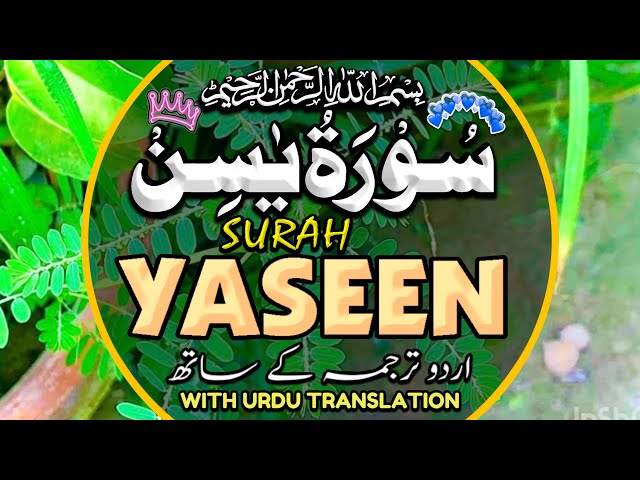 Surah Yaseen,Ar-Rahman Surah Al-Mulk & Surah Al Waqiah | Peaceful Quran Recitation | Episode 110