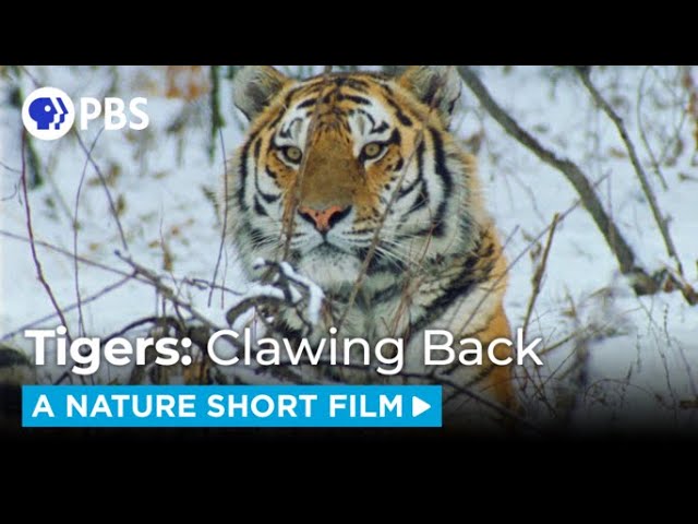 Saving Siberian Tigers  | A NATURE Short Film