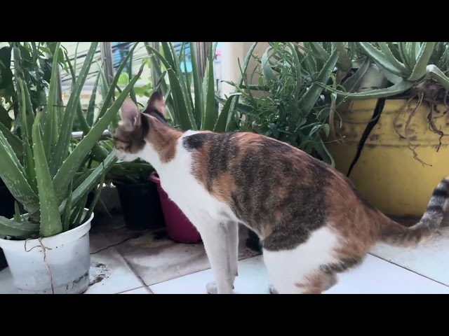 [Flower and Cats]Lovely Baby Cats-Cute and Funny Cat Videos Compilation2023-Part 26