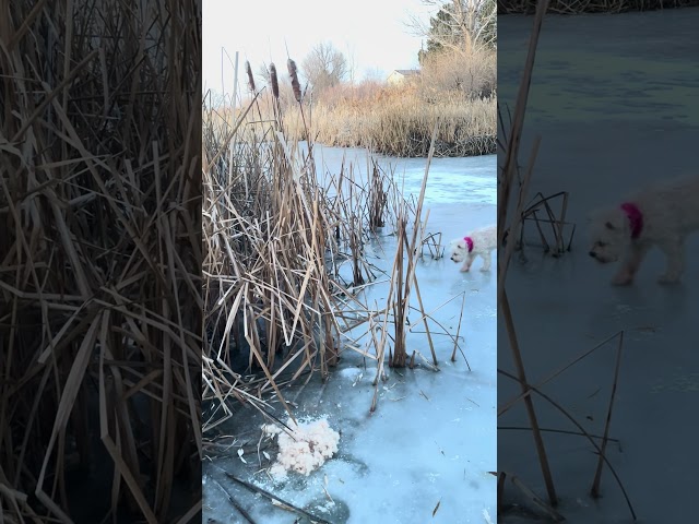 LAGO CONGELADO- FROZEN LAKE. UTAH.