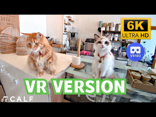 【VR180 6K】Cute kittens. Meow~😻😻 | Calf VR | Meta Quest |