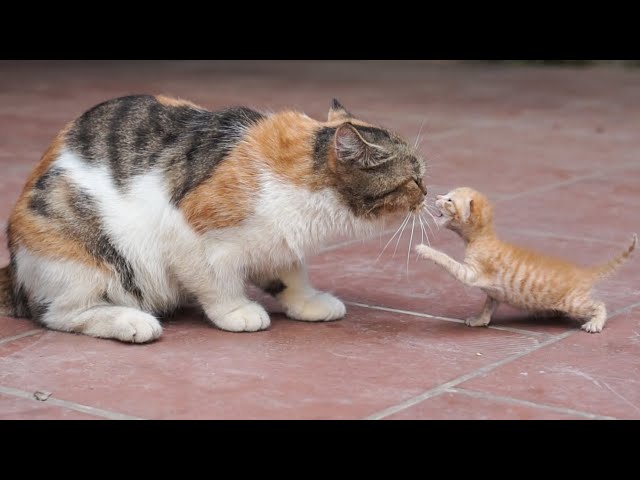 Kittens playing with mother cat - Mother cat teaching kittens - Cat sounds