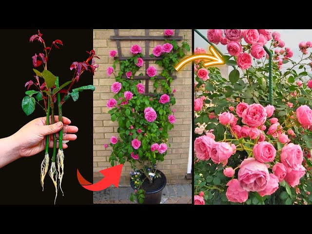 The secret to breeding the most powerful, breakthrough rose plant I have ever known. 100%