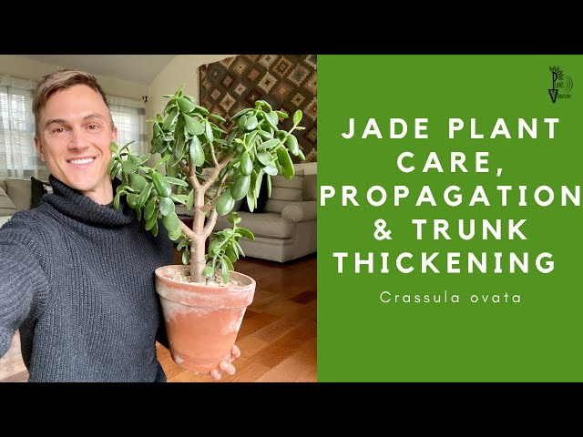 JADE PLANT Care, Propagation and Trunk Thickening Tips - 2023