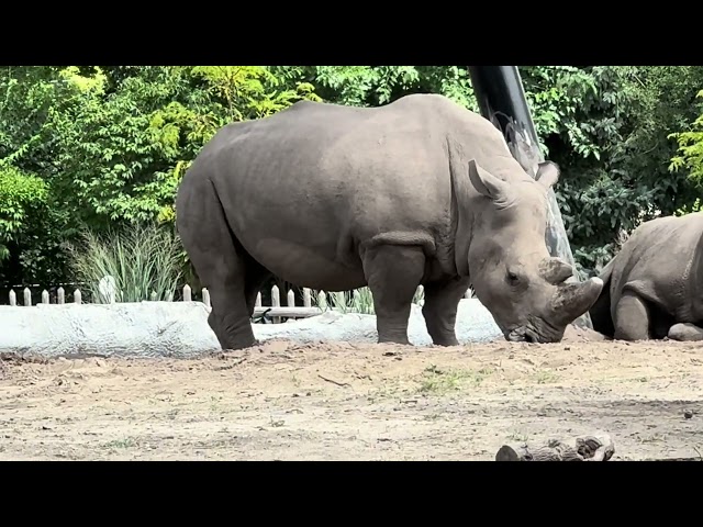 Detroit Zoo Highlights [4K] - Penguins, Lions, Giraffes & More!