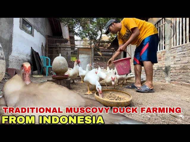 TRADITIONAL MUSCOVY DUCK FARMING