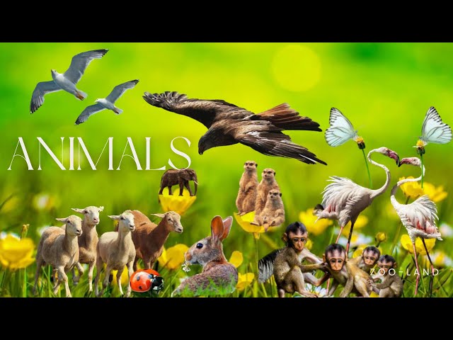 Animals. Animal planet. Cute animals. Cute video. About animals. Farms. Zoo. Wild life