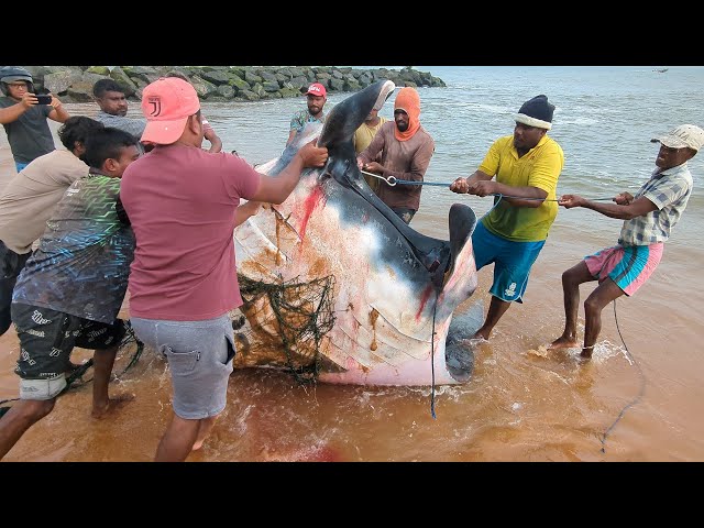 Unbelievable Huge Fish Cutting in the Village Market | Amazing Skills