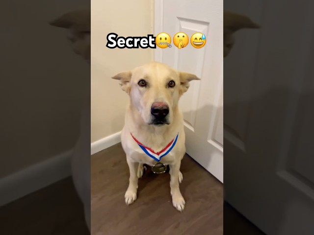 My dog has a SECRET for YOU that will make you happy!😇👻#trend #cutepet