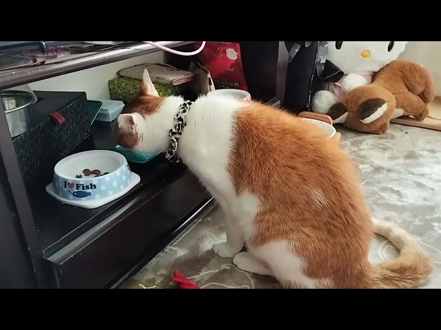 １分ぐらいの動画😸15😸Video of about 1 minute  #はちわれ #茶白猫 #cat