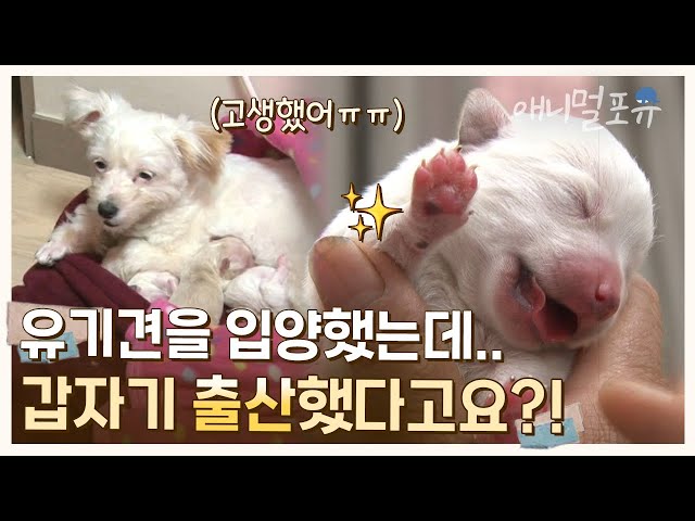 입양한 유기견이 갑자기 출산?! 뜻밖의 새로운 가족의 탄생 🐾✨ | KBS 생생정보통 2012 방송