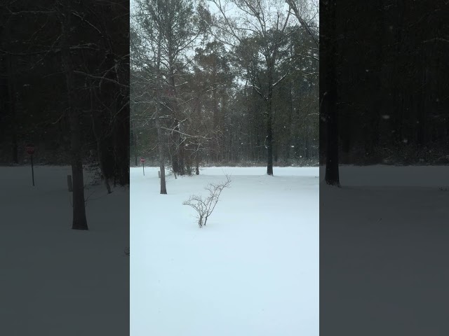 Blizzard in Southeast Texas January 21, 2025 #blizzard #historicalevents