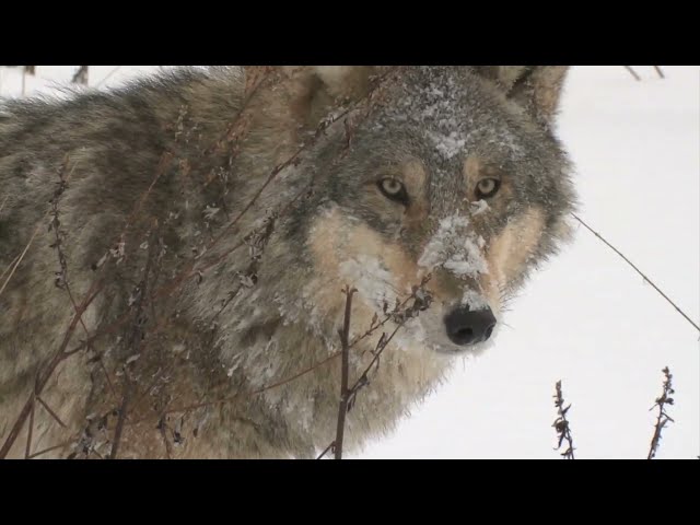 Wolf Videos | #wolf | Wolves Royalty Free Videos Stock Footage | Cute Owl Edu |  @yashpatwardhan