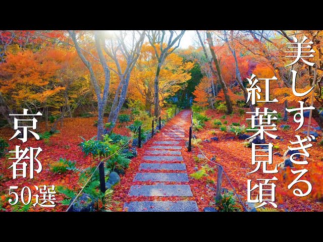 The Autumn Leaves 50 spots of Kyoto / Best time to visit / Places to visit /Sights to see