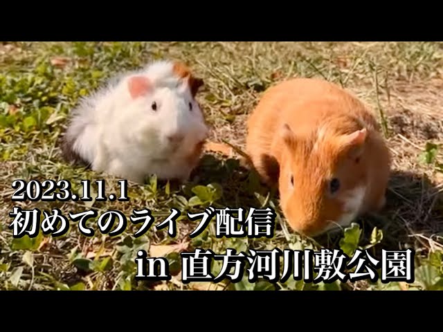 First live broadcast guinea pig Nogata City, Fukuoka Prefecture PANORA.CHANNEL🐹🐹