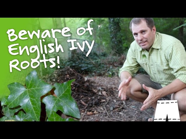 Beware of English Ivy Roots | GreenShortz DIY