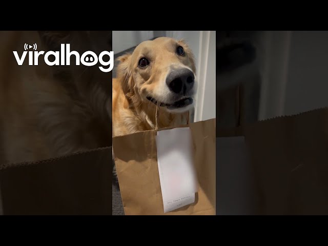 Dog's Teeth Chatter While Holding Takeout Food || ViralHog