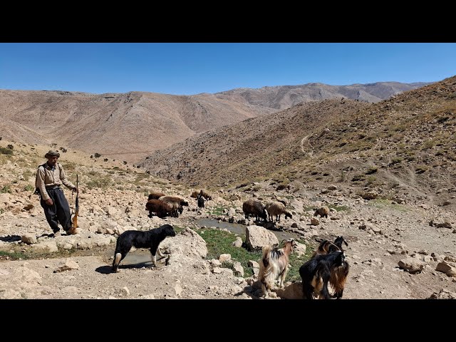 lRAN Nomadic life: Jahangir takes the sheep to green pastures and clear springs