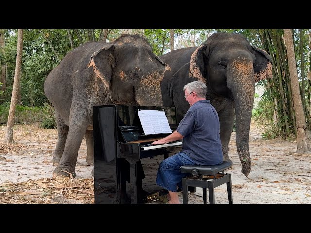 “Cavatina” Makes Elephants Affectionate and Sing