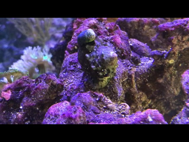 Turbo snail in our Red Sea Reefer 650 Aquarium 1