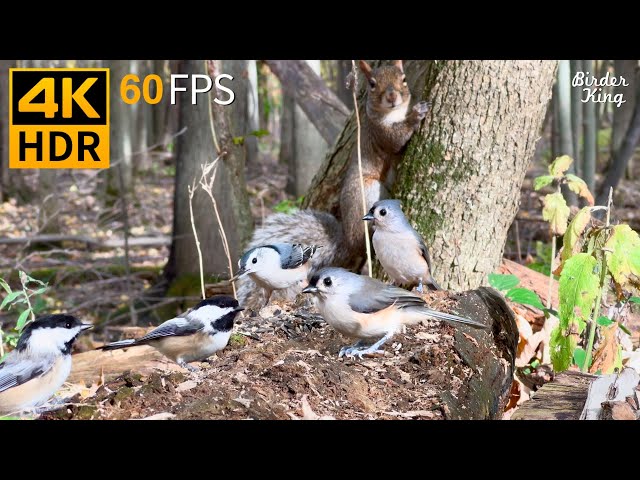 Cat TV for Cats to Watch 😺 Busy Birds and Squirrels in the Woods 🐿 4K HDR 60FPS