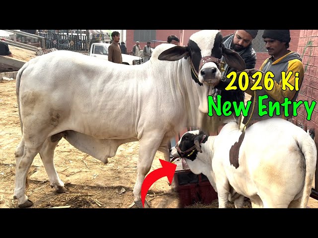 2026 Ka Behtreen Bacha New Entry At SS Tv Cattle Farm @SSTvs