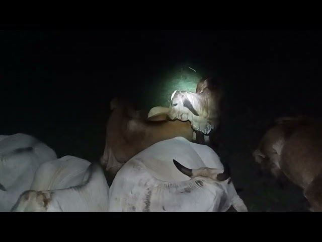 Cow resting in the field during night time