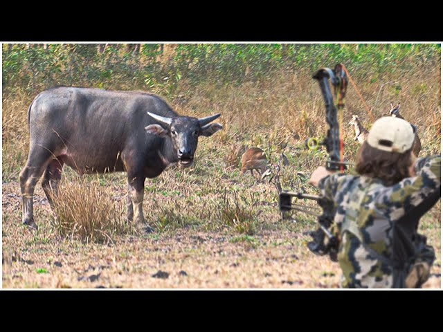 Bow Hunting BUFFALO for FOOD | WILD Meat Harvest