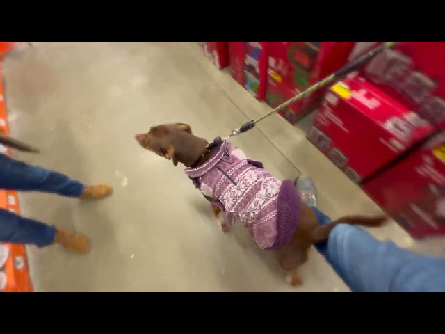 My Dog Phryne’s Epic Adventure at Home Depot & Lowe’s!