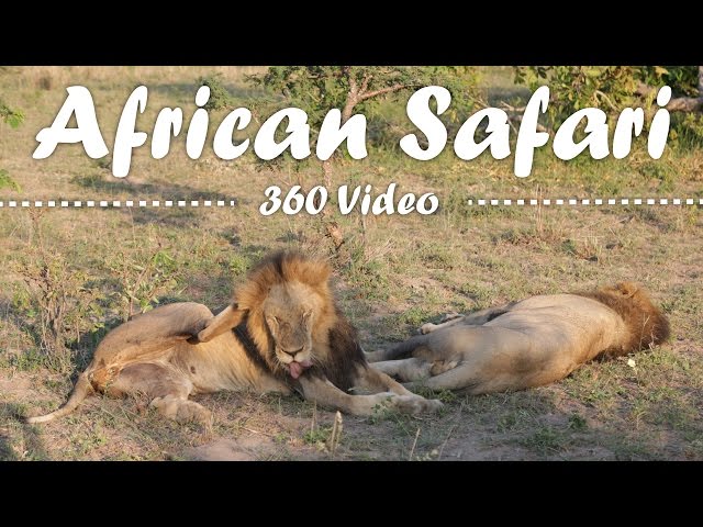 African Safari 360 Video - Kruger National Park