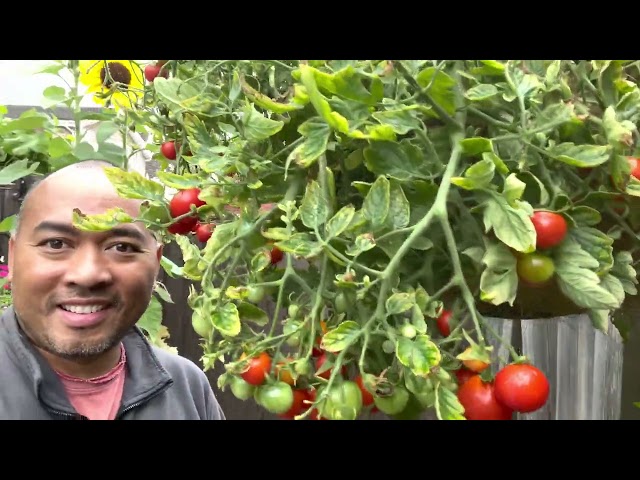 Sambal belacan # harvests tomato from rumah mak mertua.