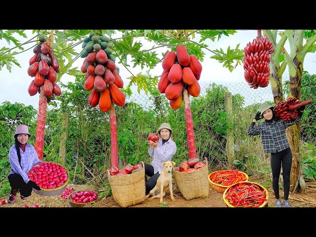 365 day Harvesting :bananas, peppers, papaya, eggs, tomatoes to sell at the market, farm, cooking