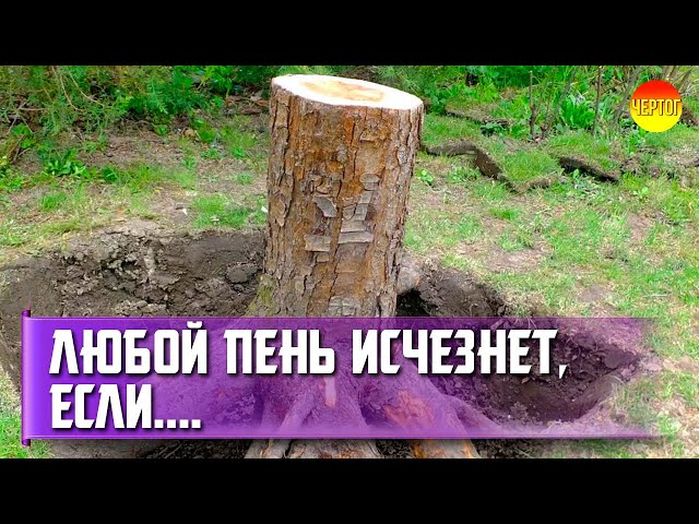 How to remove stump. How to remove stump from sawing