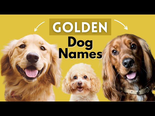 Unique Golden Dog Names- Male and Female Dog Names