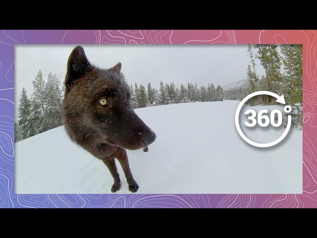 Grey Wolves Destroy Camera in Yellowstone | Wildlife in 360 VR