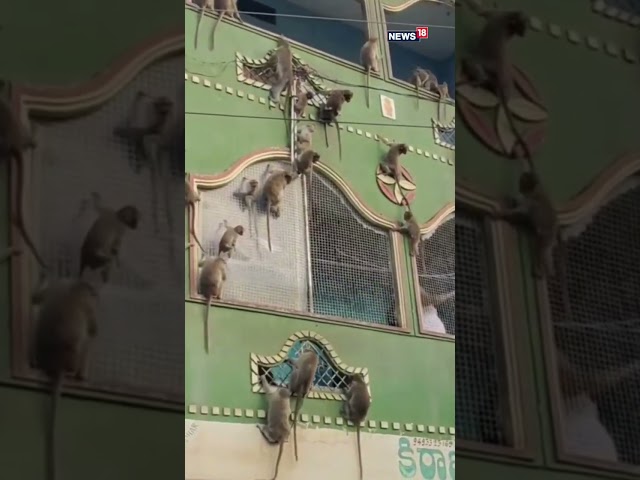 Animals Video | Monkey Video | A Group Of Monkeys Surround A Building  | Viral Video